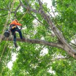 A certified arborist climber from PrimeCut Tree Service Omaha in full safety gear scales a large, leafy green tree.