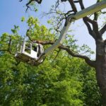 An arborist in a bucket lift performs expert tree pruning on a large, mature tree for PrimeCut Tree Service Omaha.