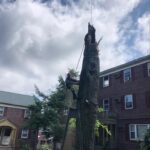 PrimeCut Tree Service arborist climbing a large, hazardous tree trunk next to brick apartment buildings in Omaha, NE for removal.