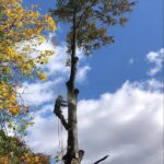 A skilled PrimeCut Tree Service arborist with a chainsaw and climbing gear dismantling a tall tree trunk against a blue sky in Omaha.
