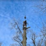 A PrimeCut Tree Service arborist performs technical tree cutting, harnessed high in a leafless tree against a clear blue sky in Omaha, NE.